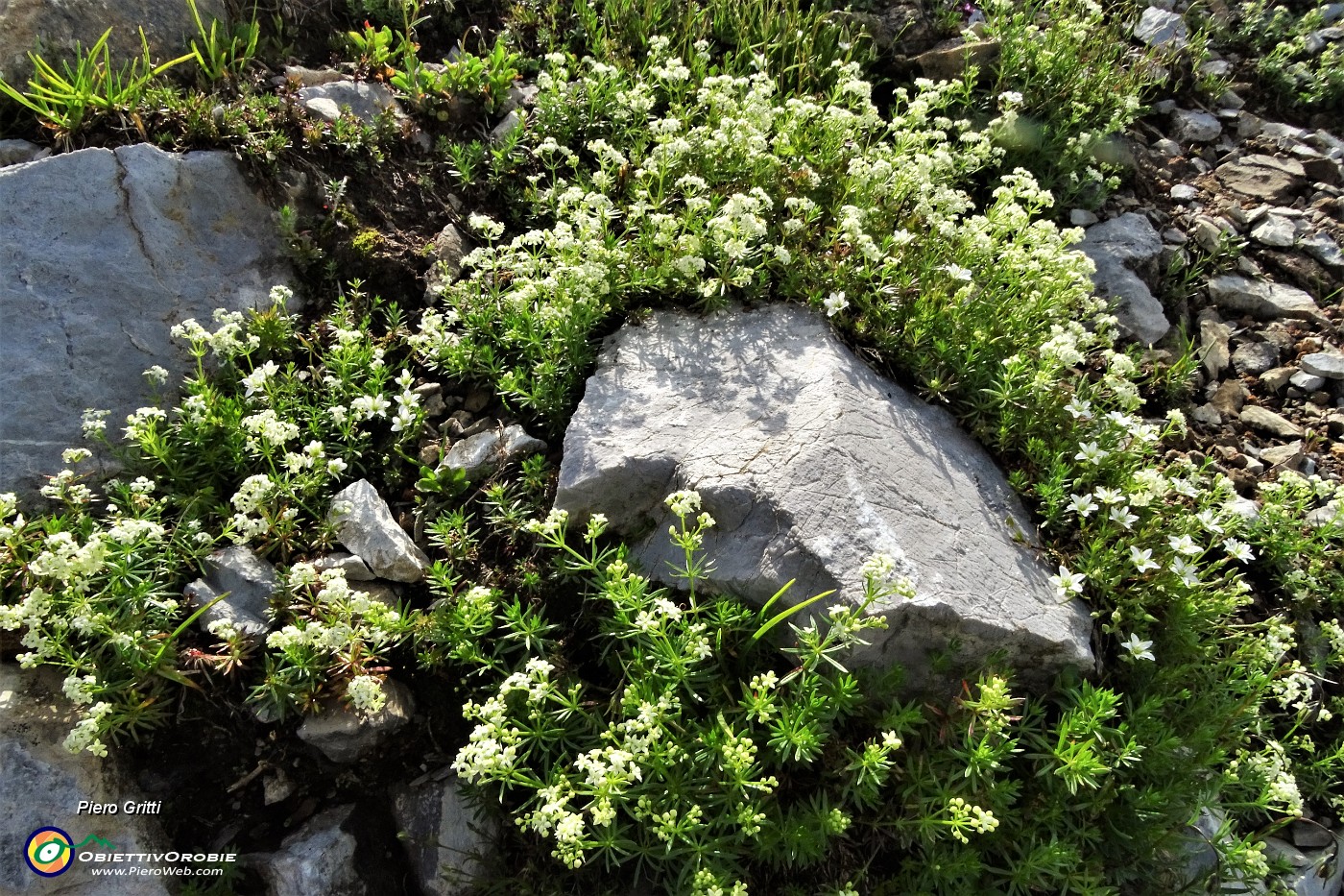 26 Caglio del Monte Arera (Galium montis Arerae).JPG